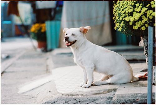 Free Close-up of a White Dog Sitting on the Sidewalk Stock Photo