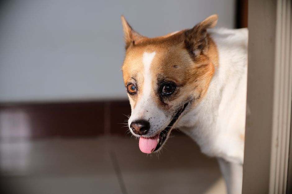 hill s royal canin 2026