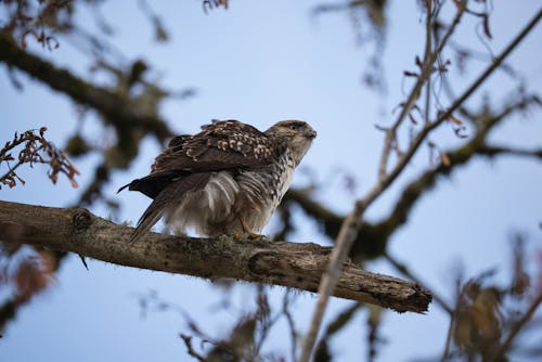 A Hawk on a Branch