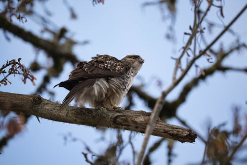 Photos gratuites de animal, aviaire, branche