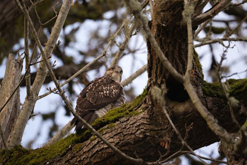A Hawk Perched on a Branch 