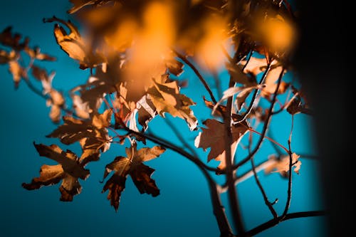 Turuncu Akçaağaç Yapraklarının Yakın çekim Fotoğrafçılığı