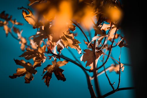 Nahaufnahme Fotografie Von Orange Ahornblättern