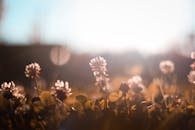 温暖的色调捕捉了日落时分阳光普照的野花