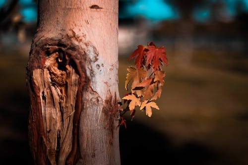 Free Close-Up of Maple Tree Stock Photo