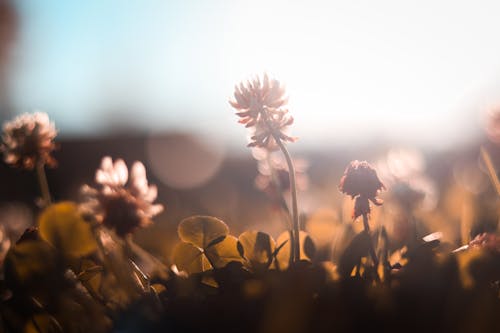 무료 햇빛 아래 꽃의 선택적 초점 사진 스톡 사진