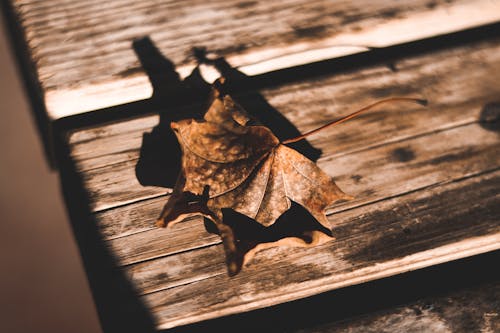 Dried Maple Leaf on Brown Surface