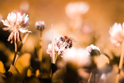 Macro Photography of Bee Perched On Flower