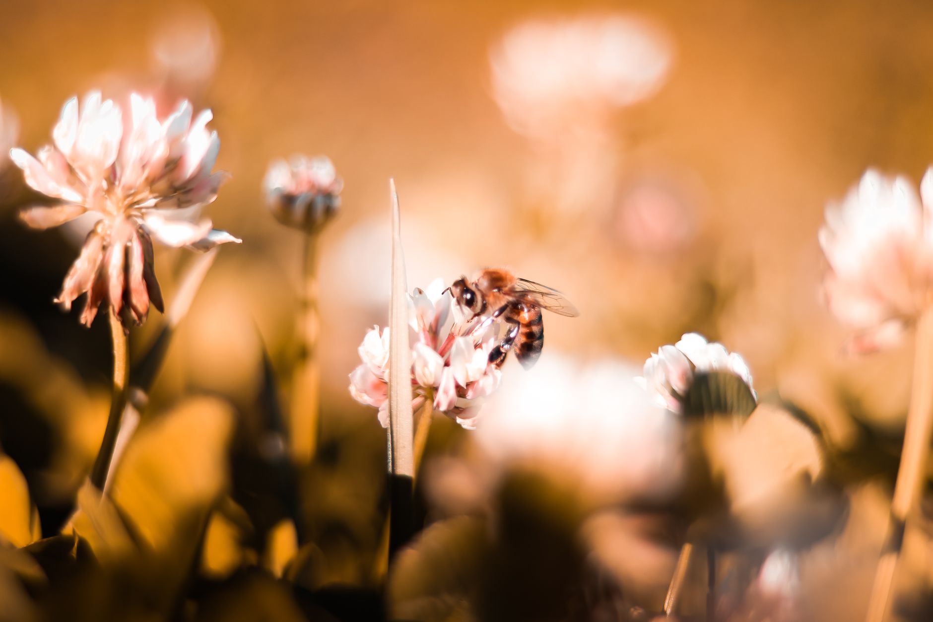scrapingbee alternatives