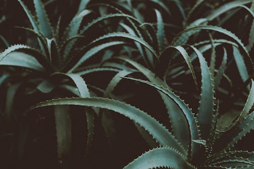Free Photo of Green Aloe Vera Plants Stock Photo