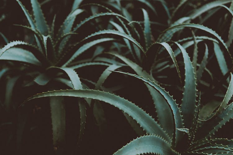 Photo Of Green Aloe Vera Plants