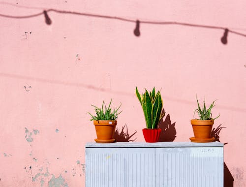 Planta De Serpiente Dorada Verde Y Dos Plantas De Aloe Vera