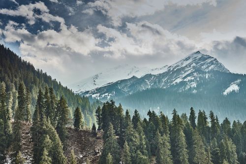 Free Breathtaking view of pine trees and snow-covered mountains in Shimla, India. Stock Photo
