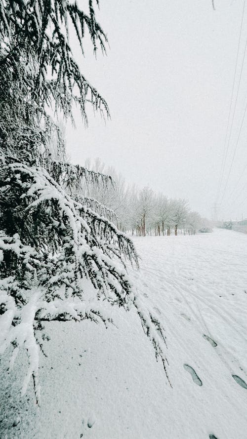 Darmowe zdjęcie z galerii z biały, drzewa, natura