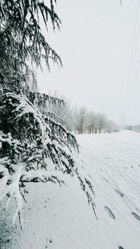 A peaceful winter scene with snow-laden trees and a serene pathway.