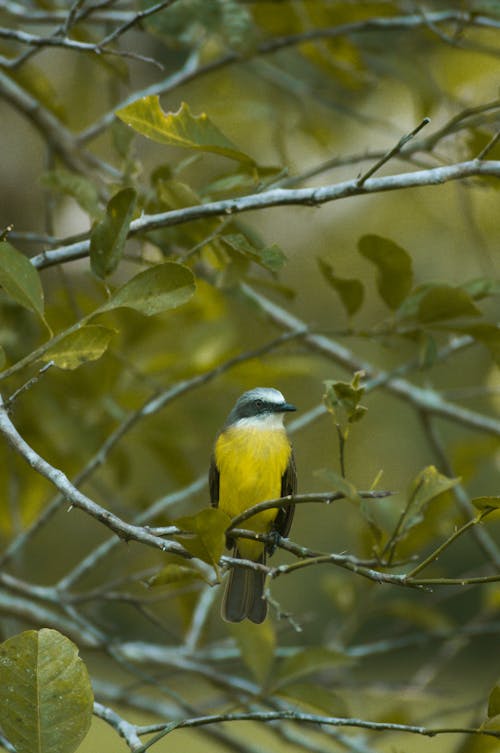 Bird on Branches