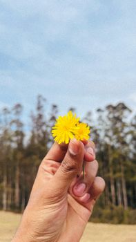 A hand holding bright yellow flowers against a blue sky backdrop in a natural outdoor setting.