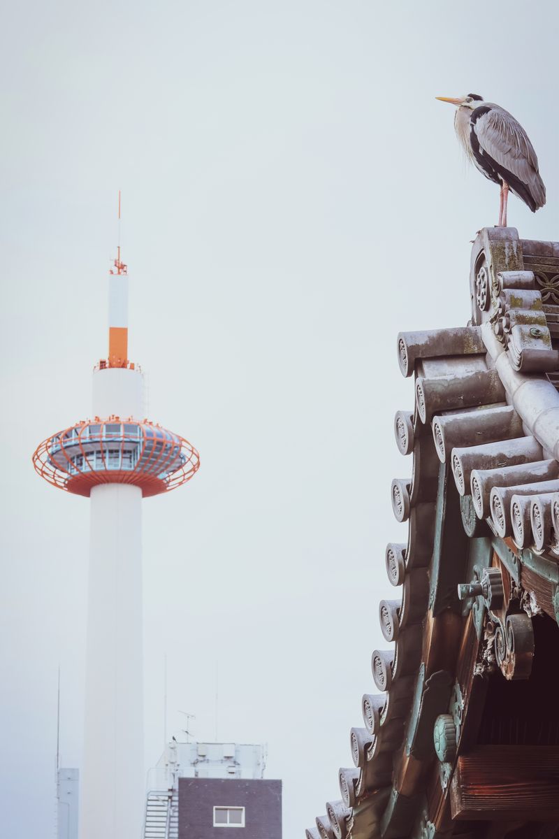 A heron perches on a traditional Kyoto roof with Kyoto Tower in the background, an urban nature contrast.