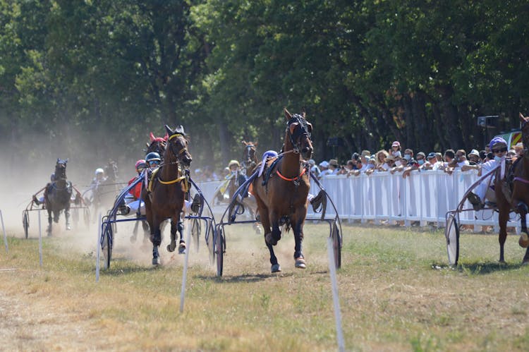 Horse Carts Racing