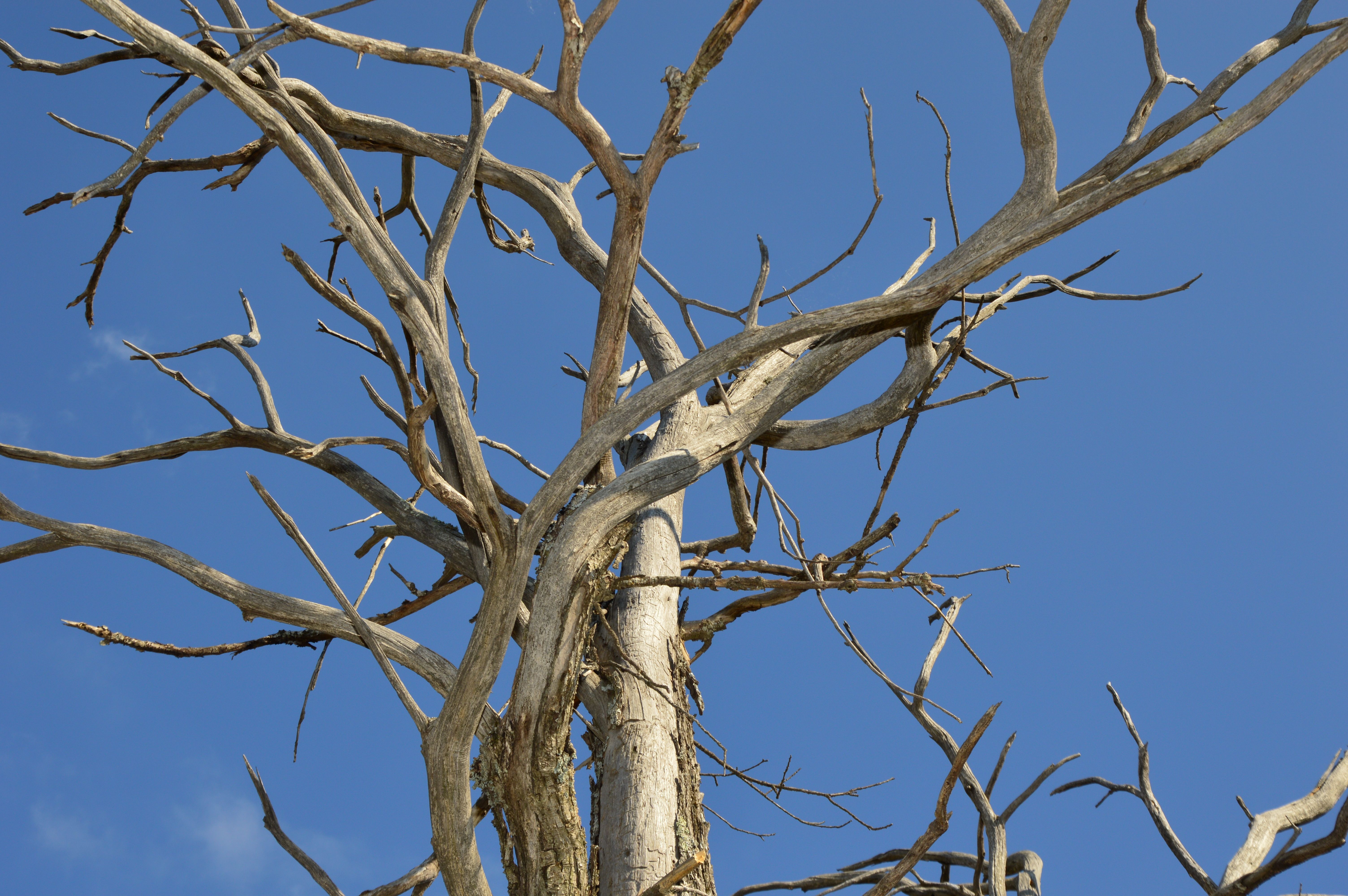 close-up of withered dead tree branches — signs of over-trimming an oak tree in Surrey BC