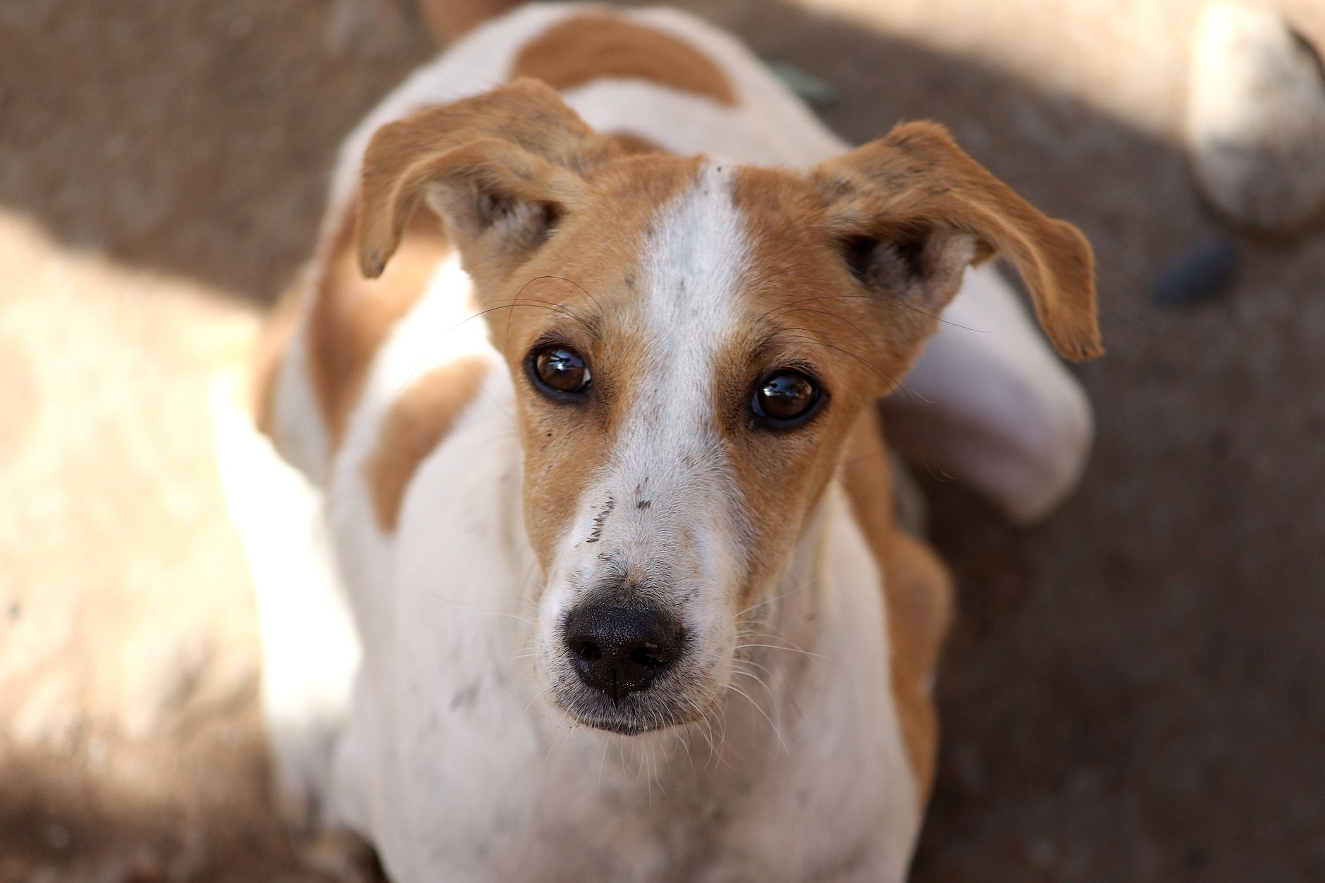 Close-up of a Jack Russell Terrier dog gazing upwards with a curious expression outdoors.