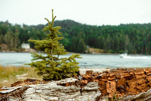 Albero A Foglia Verde Accanto Al Corpo D'acqua