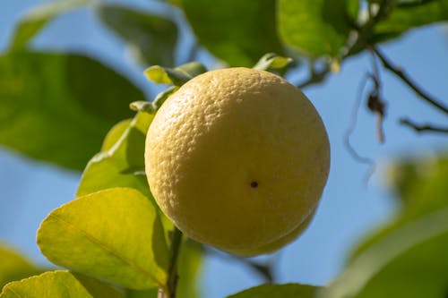 Citrus Fruit Hanging on a Branch