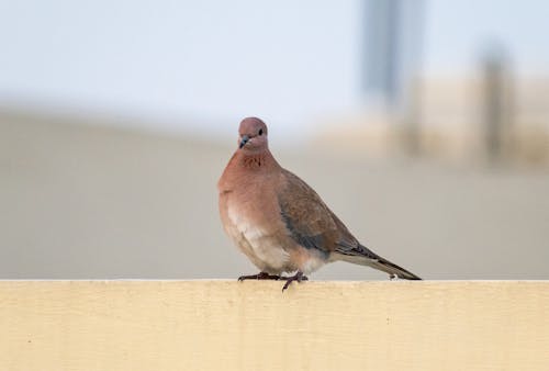 A Close-Up Shot of a Laughing Dove