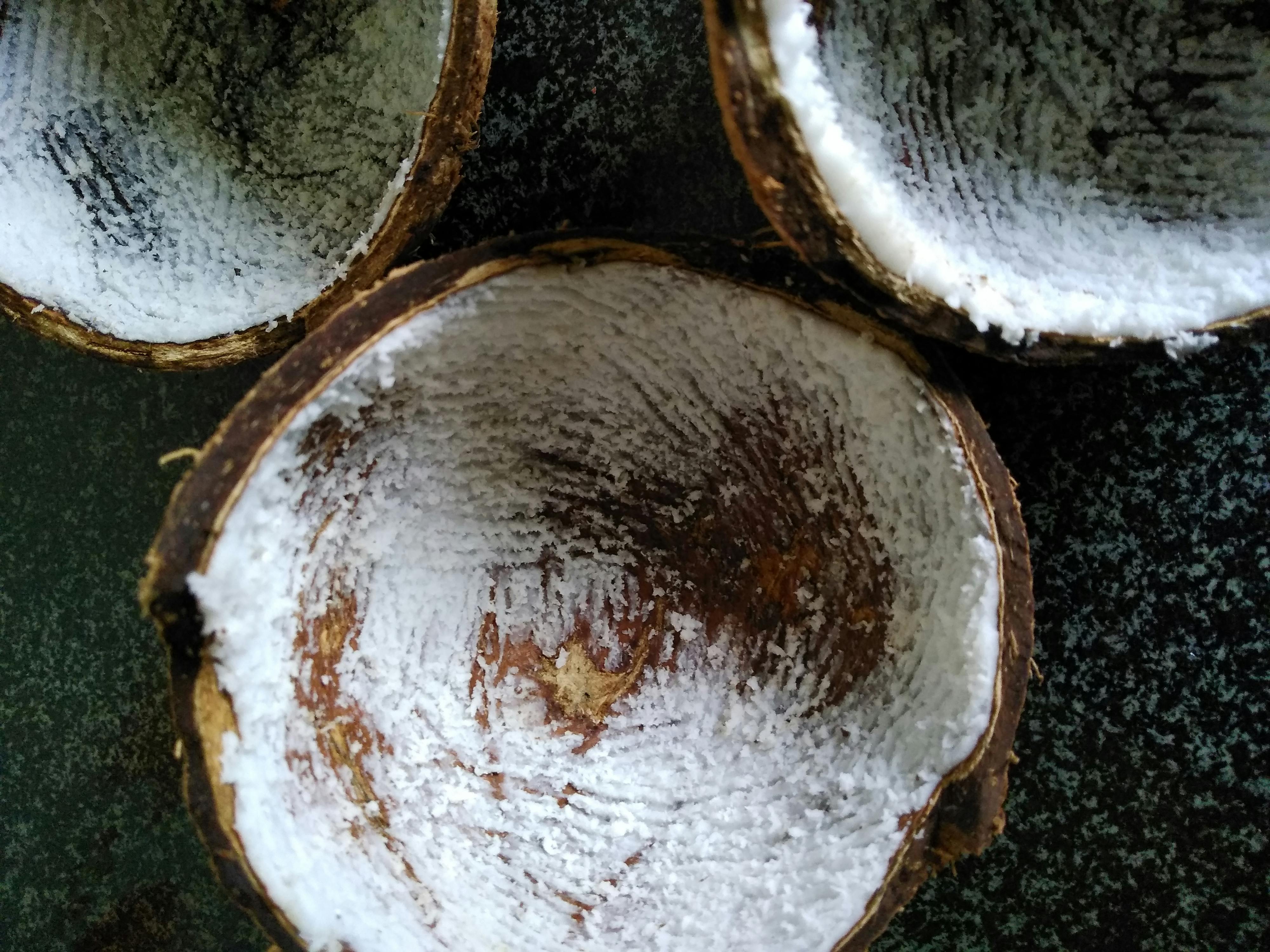 Free stock photo of coconut, coconut shell, empty