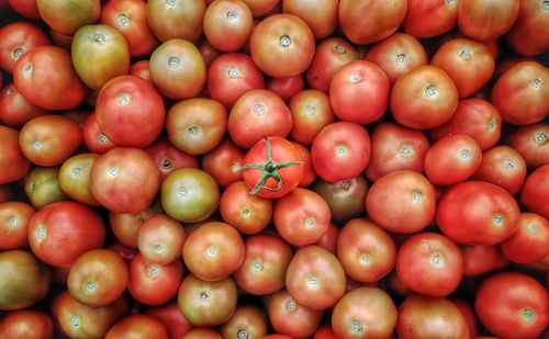 Free stock photo of mobile camera, red tomatoes, tomato Stock Photo