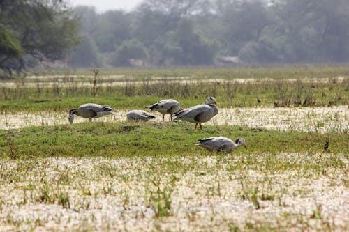 @dış mekan, bar başlı kaz, bharatpur içeren Ücretsiz stok fotoğraf