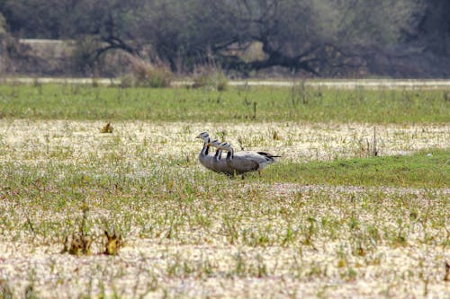 @dış mekan, bar başlı kaz, bharatpur içeren Ücretsiz stok fotoğraf