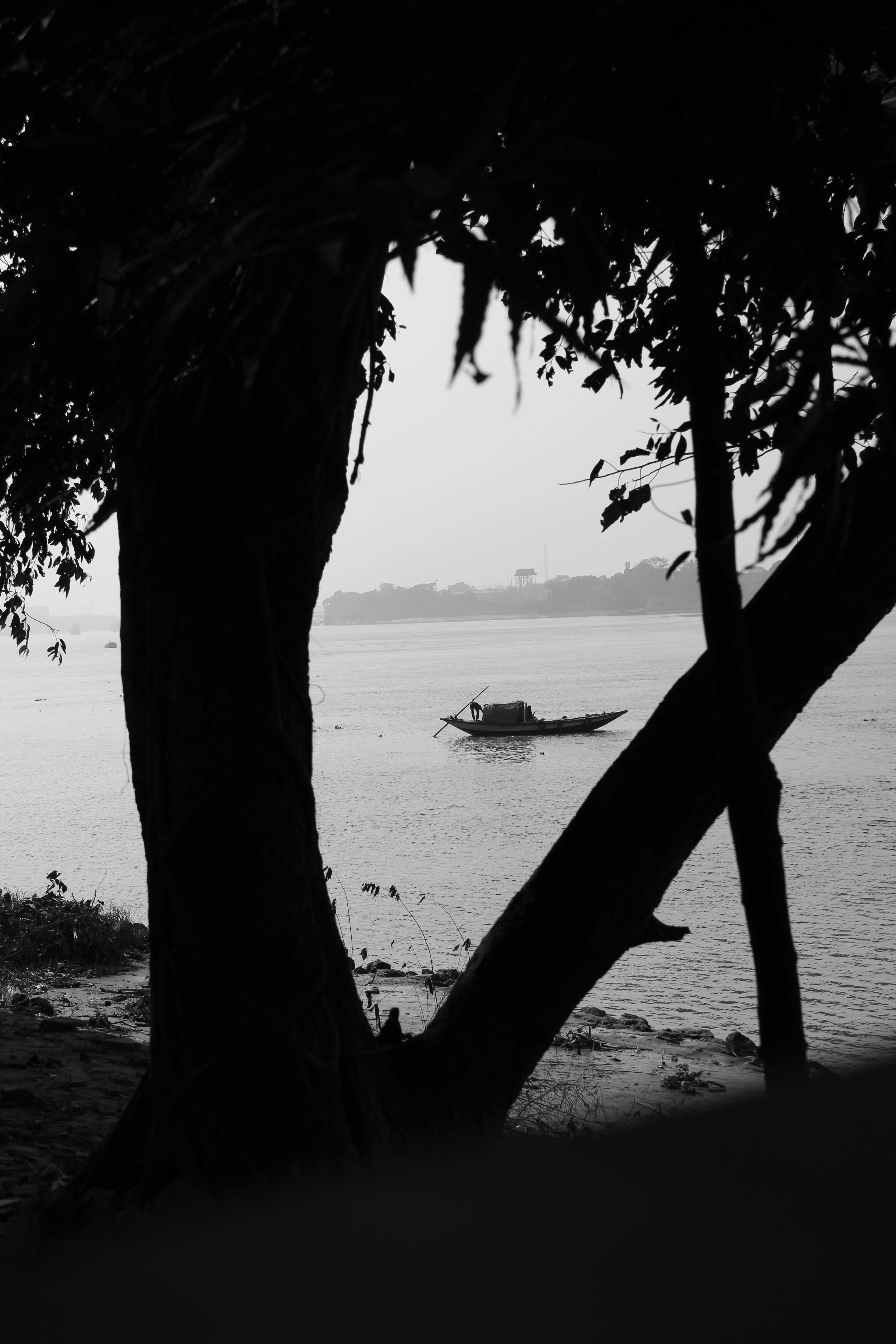 Watering Tree Photos, Download The BEST Free Watering Tree Stock Photos