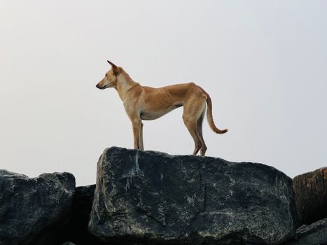A solitary dog stands proudly on a large rock with a serene backdrop.