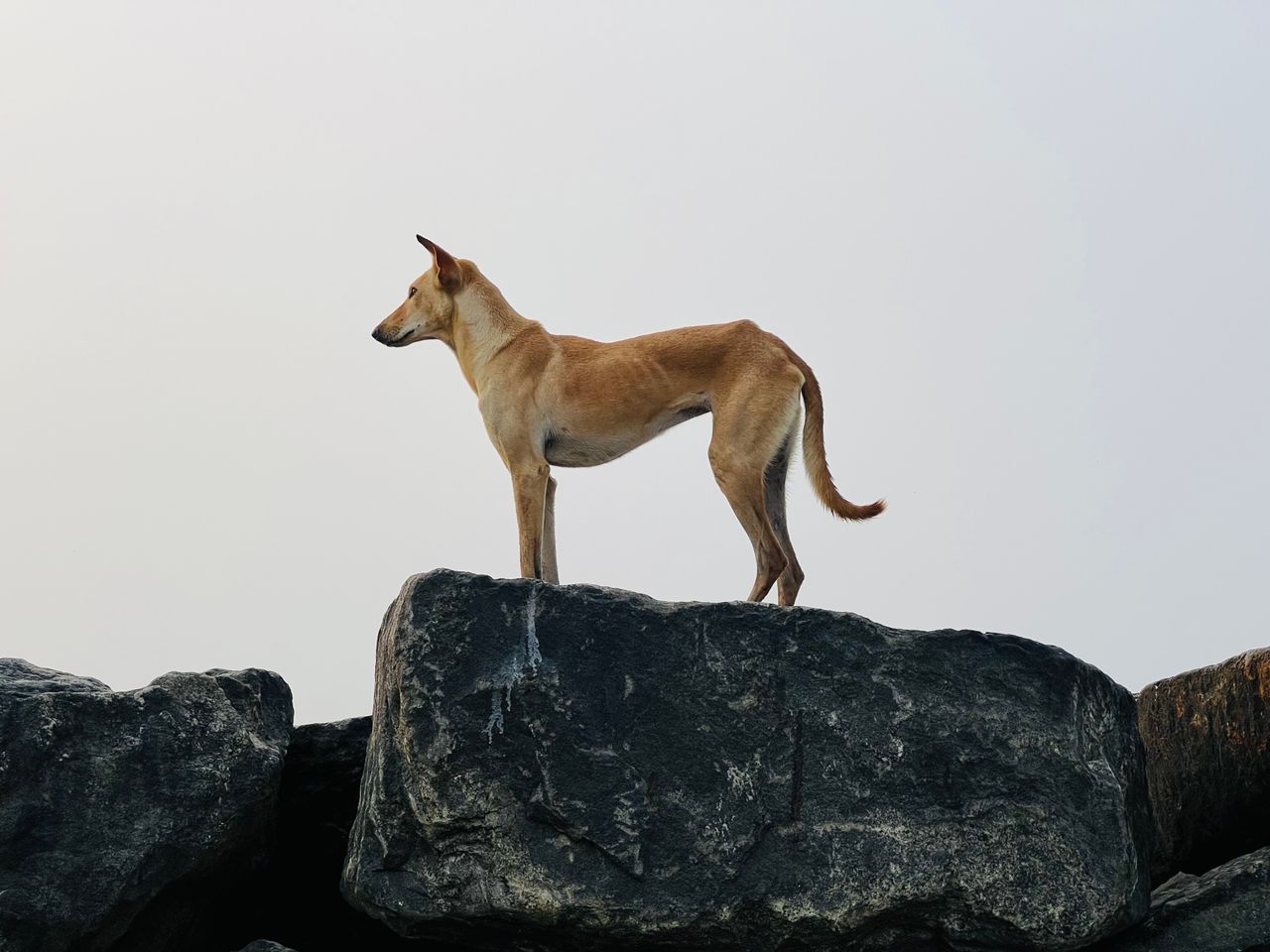 a solitary dog stands proudly on a large rock with a serene backdrop