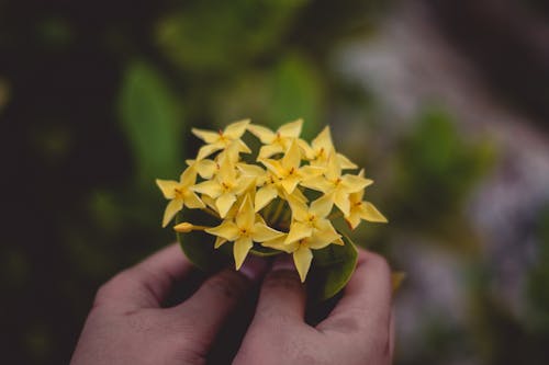 黄色的花的特写照片