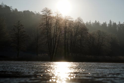 ağaçlar, göl, gün ışığı içeren Ücretsiz stok fotoğraf