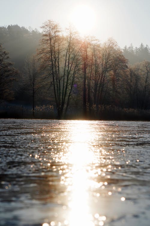 Kostenloses Stock Foto zu bäume, early, fluss