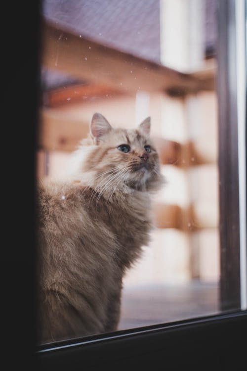 Darmowe zdjęcie z galerii z domowy, kot, okna