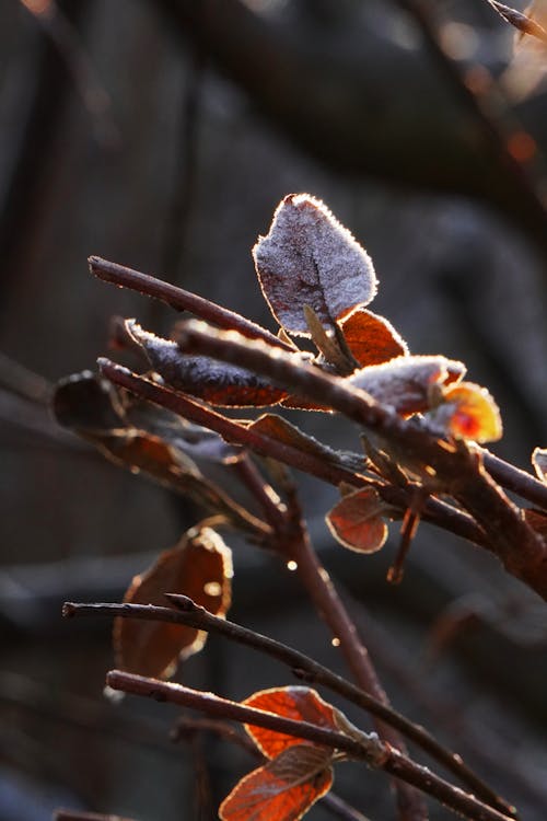 don, donmuş, donmuş yaprak içeren Ücretsiz stok fotoğraf