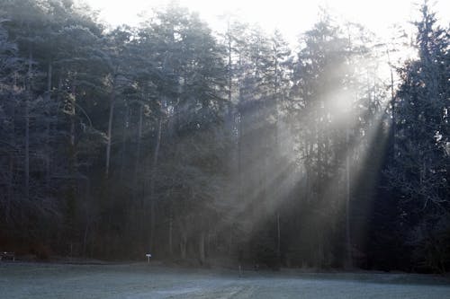 Fotobanka s bezplatnými fotkami na tému hmla, les, ranná hodina