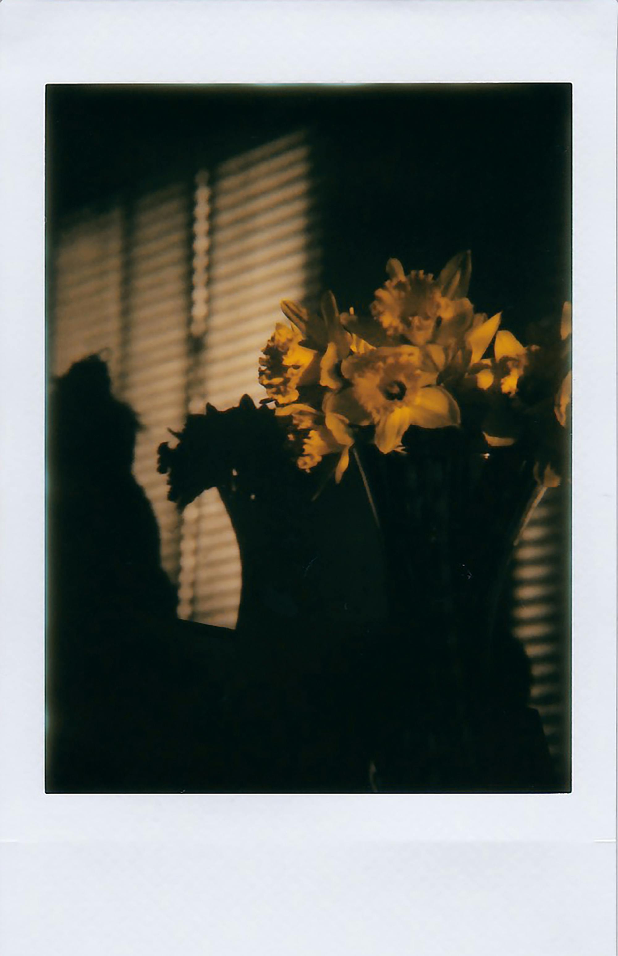 A bouquet of daffodils in a vase, captured in shadowy ambient lighting.