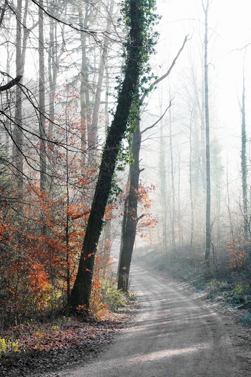 Dirt Road in Forest in Autumn