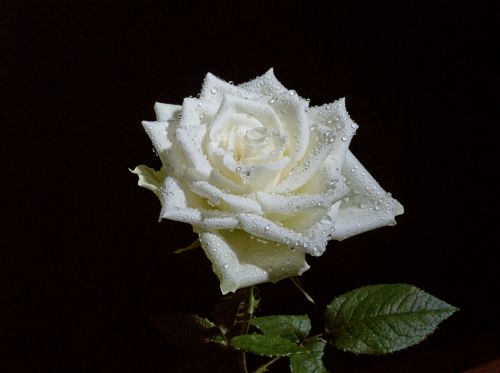 Free Beautiful close-up photo of a white rose with dew droplets against a dark background. Stock Photo