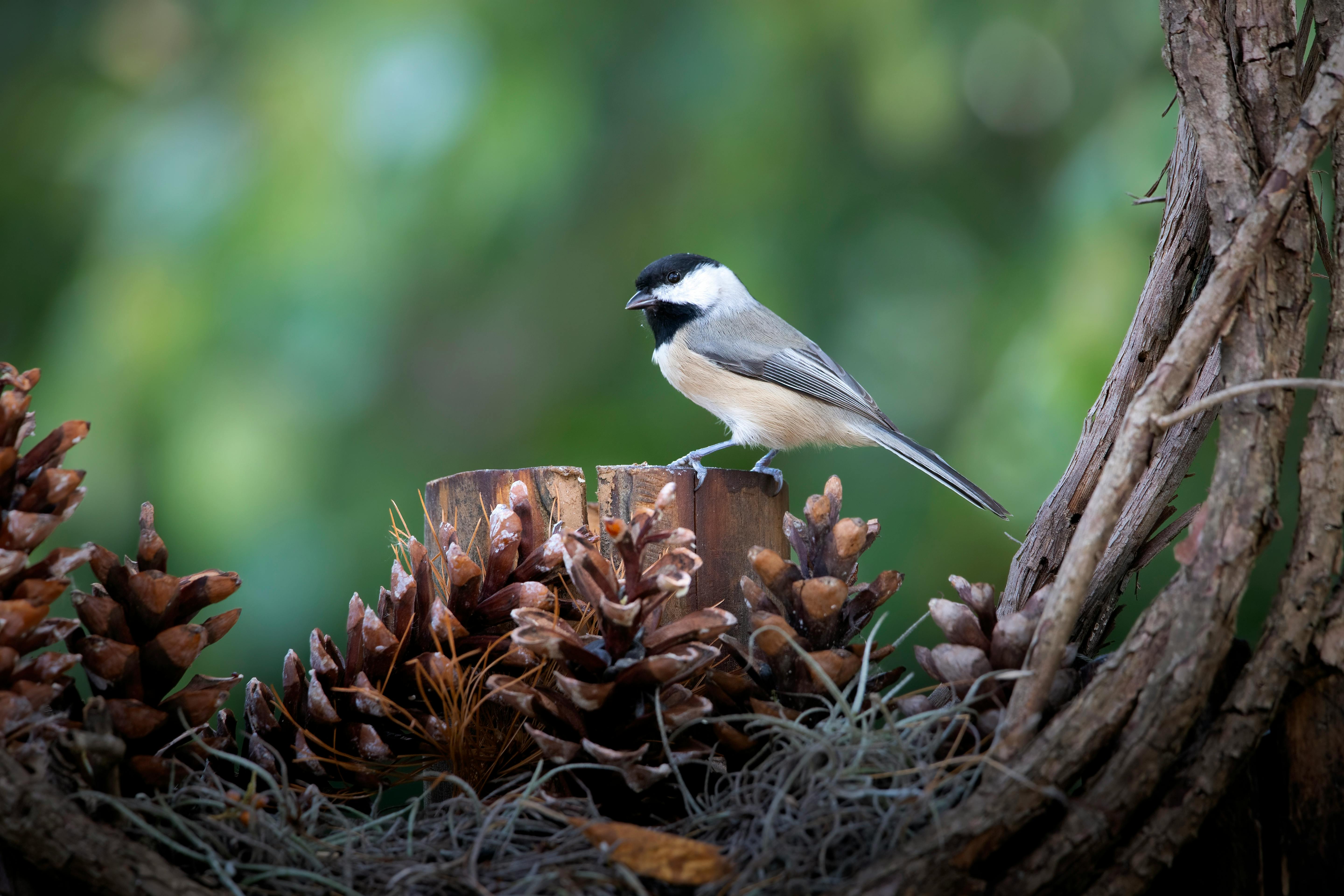 Wood Rat Nest Photos, Download The BEST Free Wood Rat Nest Stock Photos