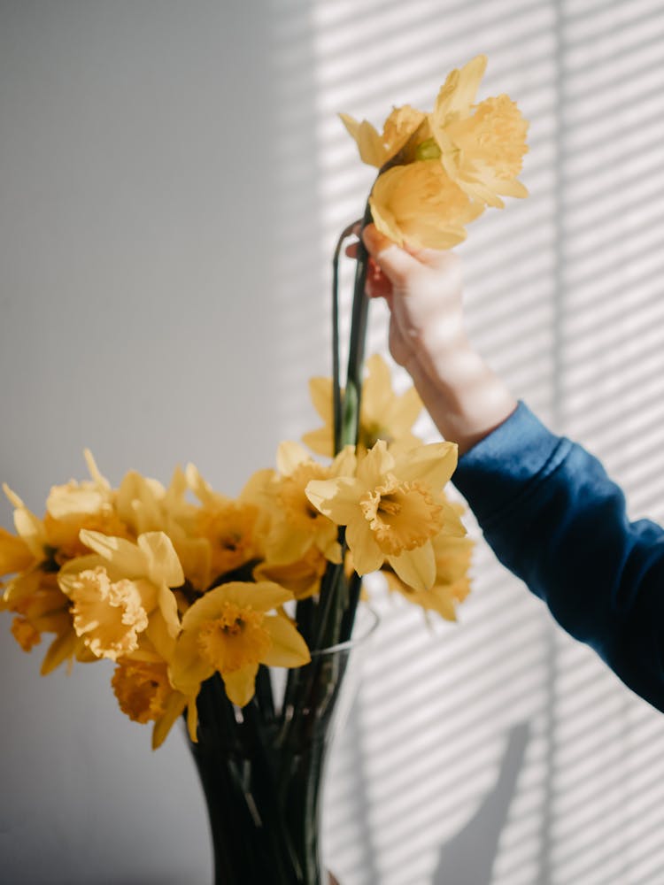 Daffodils In Vase