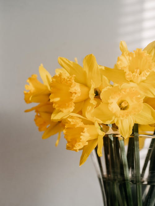 Kostnadsfri bild av blommor, bukett, påskliljor