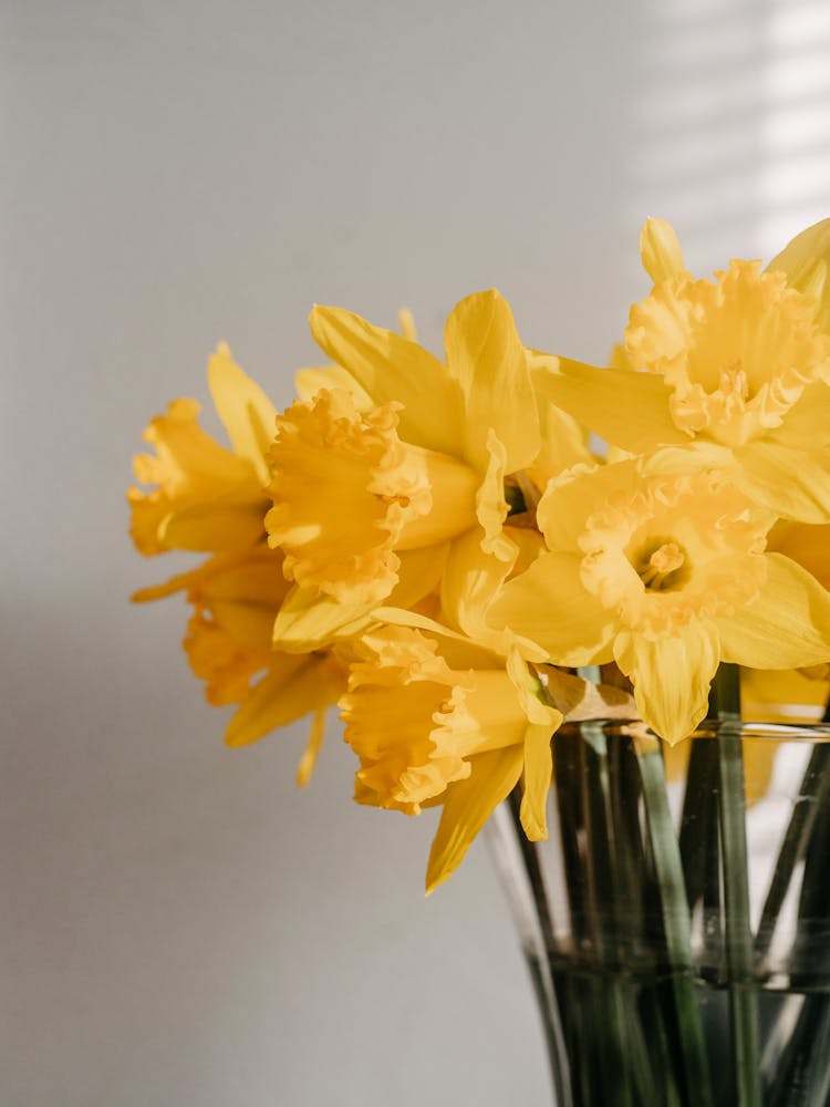 Daffodil Bouquet In Vase