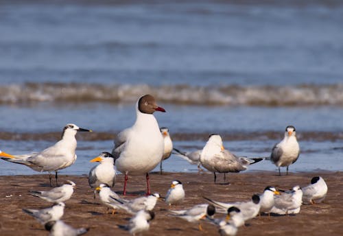 Foto profissional grátis de animais selvagens, aves marinhas, beira-mar