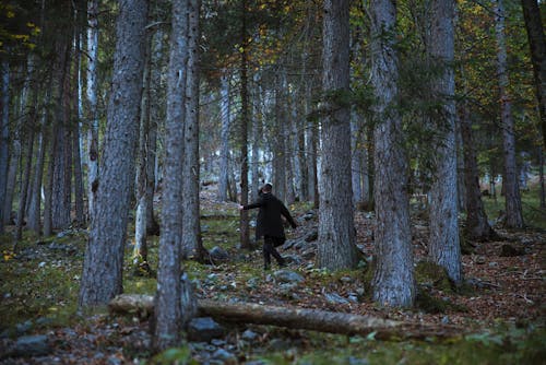 Foto Della Persona Nella Foresta